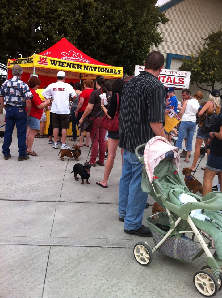 I couldn't understand at first why all these wiener dogs were at the fair . . .